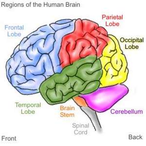 http://1.bp.blogspot.com/_Q4ctnwRmalY/S8WQcTFAh1I/AAAAAAAAAF4/jdIn43iDea8/s1600/human-brain-small.jpg