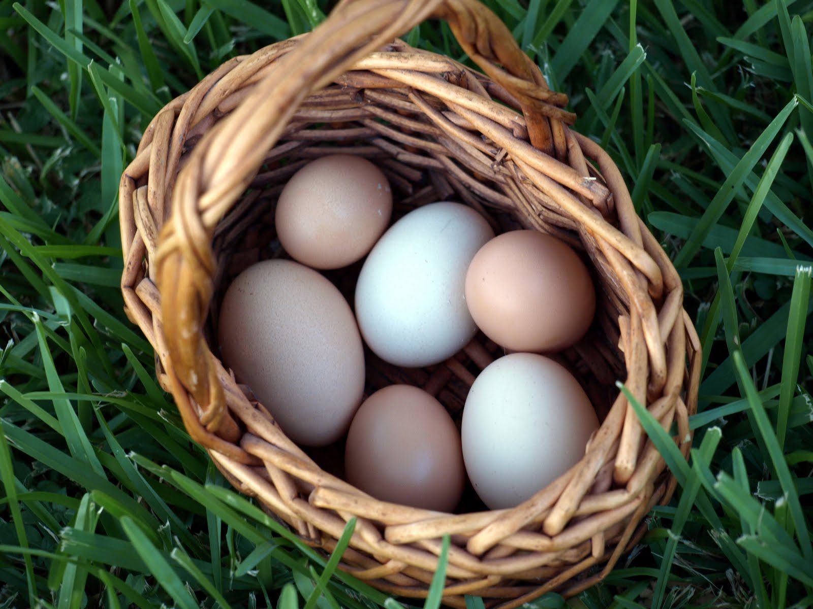 Cackleberry Cottage Eggs in my basket