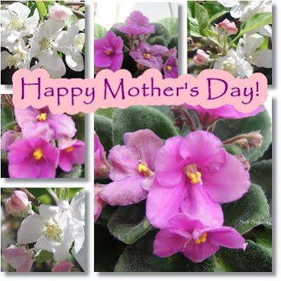 african violet mother's day wish