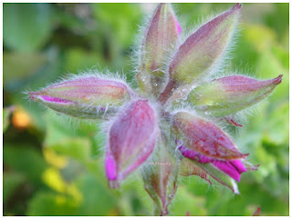 Geranium as Buds