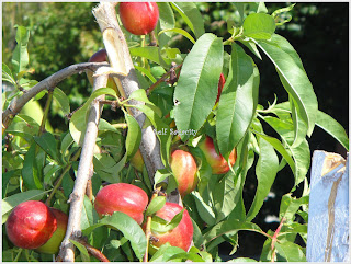 nectarine fruits on tree
