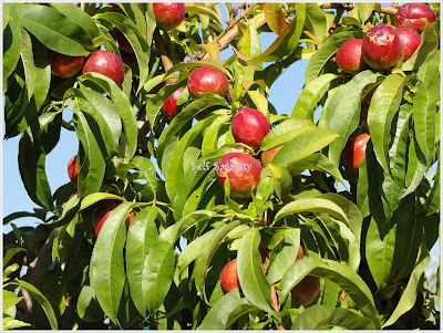 nectarine fruits on tree and leaves