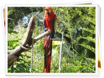 red gold parakeet