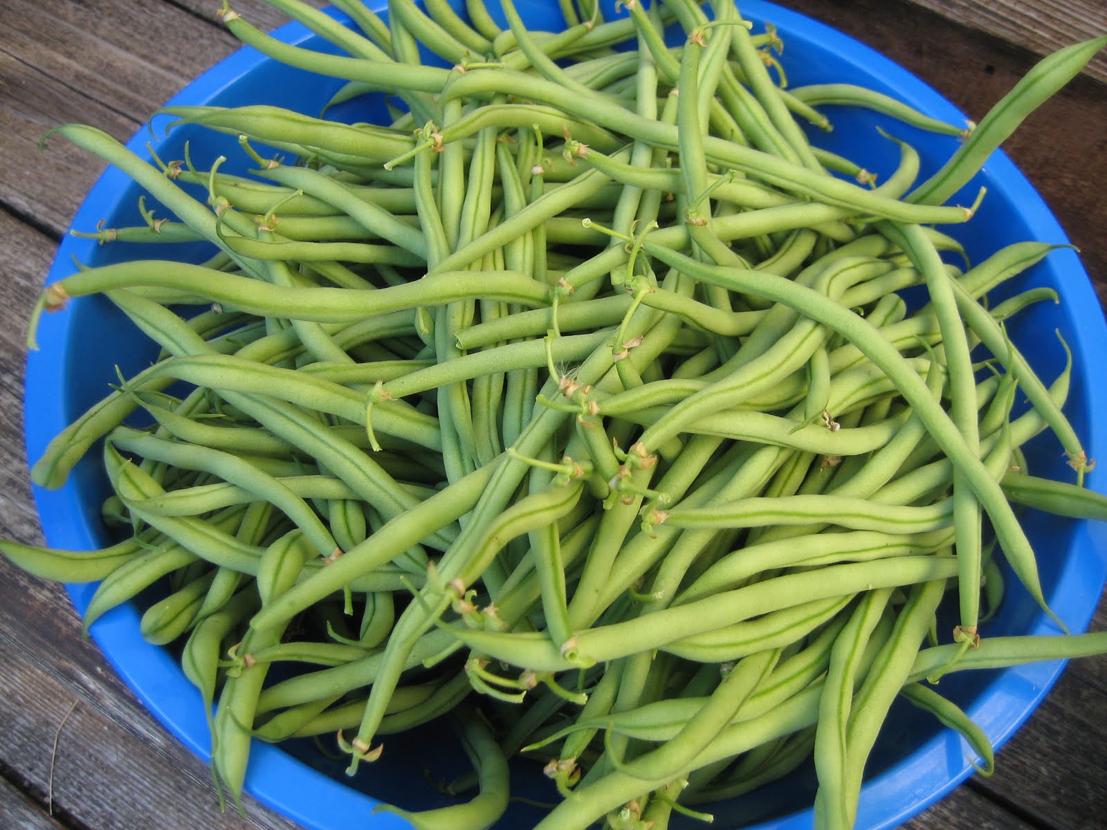 Farmer Jen's Garden: Lots of beans!