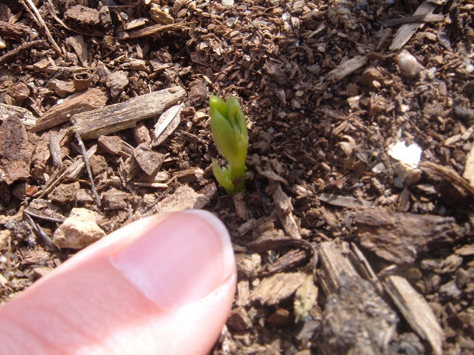 [germination.JPG]