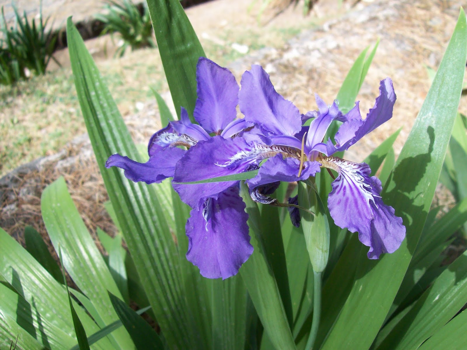 gardentropics Himalayan flowers