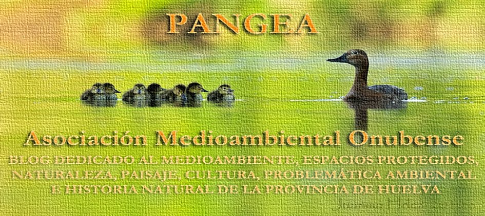 PANGEA, ASOCIACIÓN MEDIOAMBIENTAL ONUBENSE