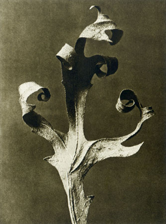 [039kblossfeldt12g.jpg]