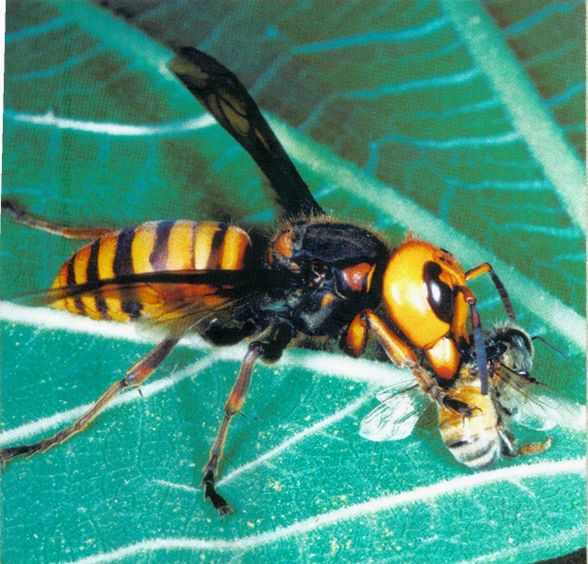 Zoológico Virtual do Brasil! Seu Safari Virtual! Vespa mandarinia