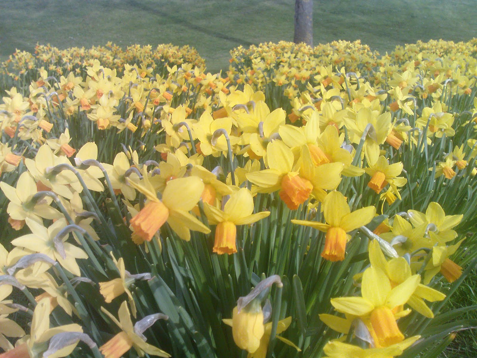 Word Sketches: Wordsworth's Daffodils