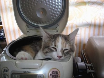 [cat-sleep-bread-maker.jpg]