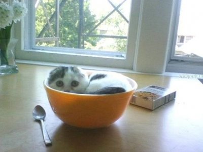 [funny-sleeping-cats-food-bowl.jpg]