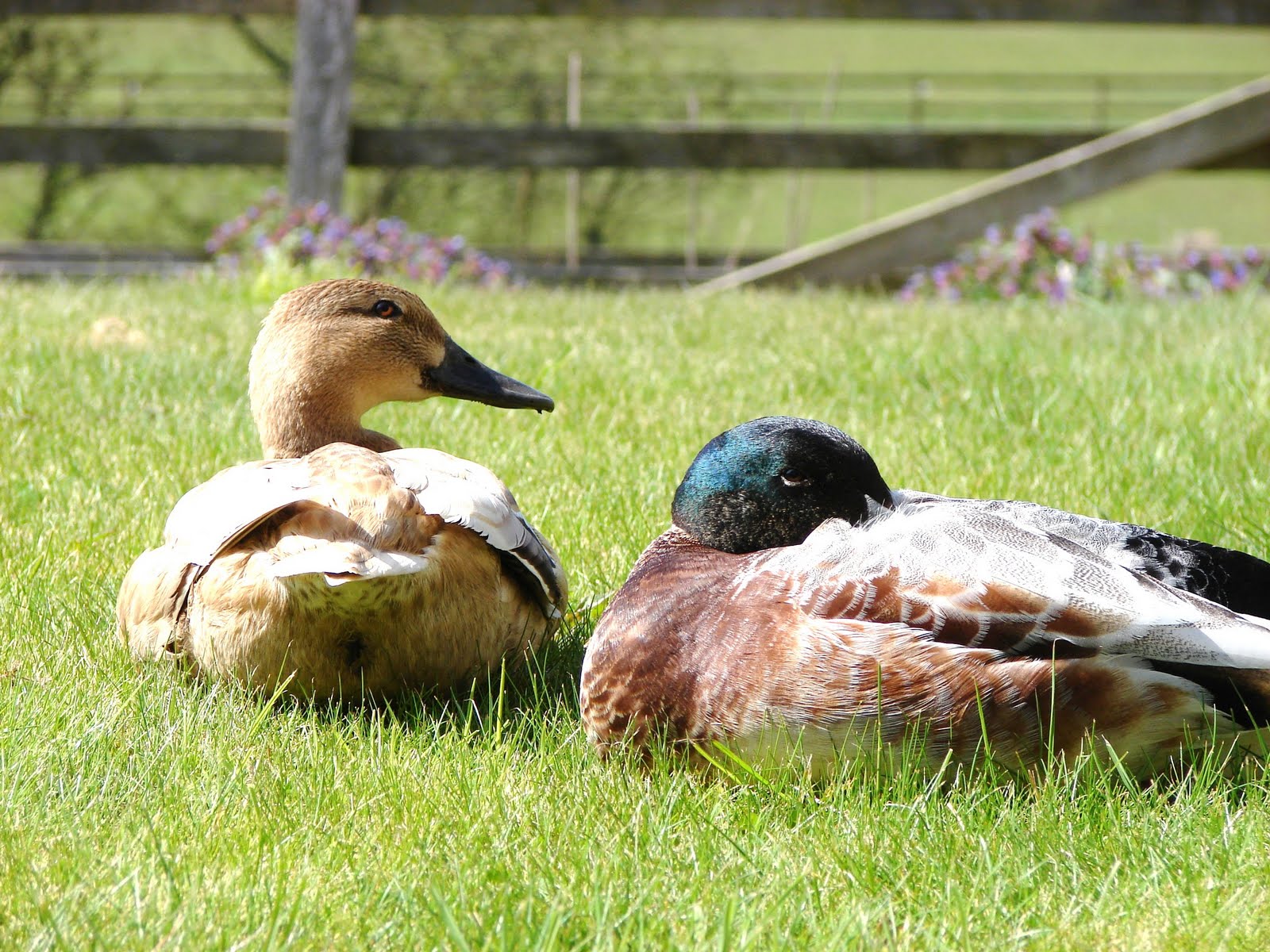 Priscilla's Cottage: Sunny Days..New Camera