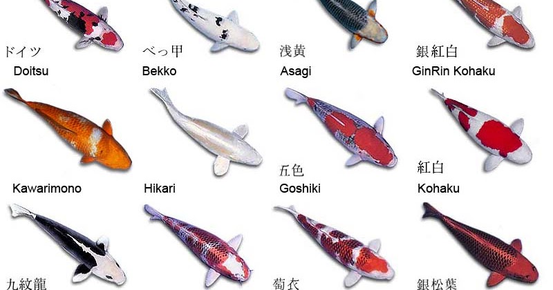 A Fish Koi Fish Koi Fish Names Picture a-fish-koi-fish-koi-fish-names-picture