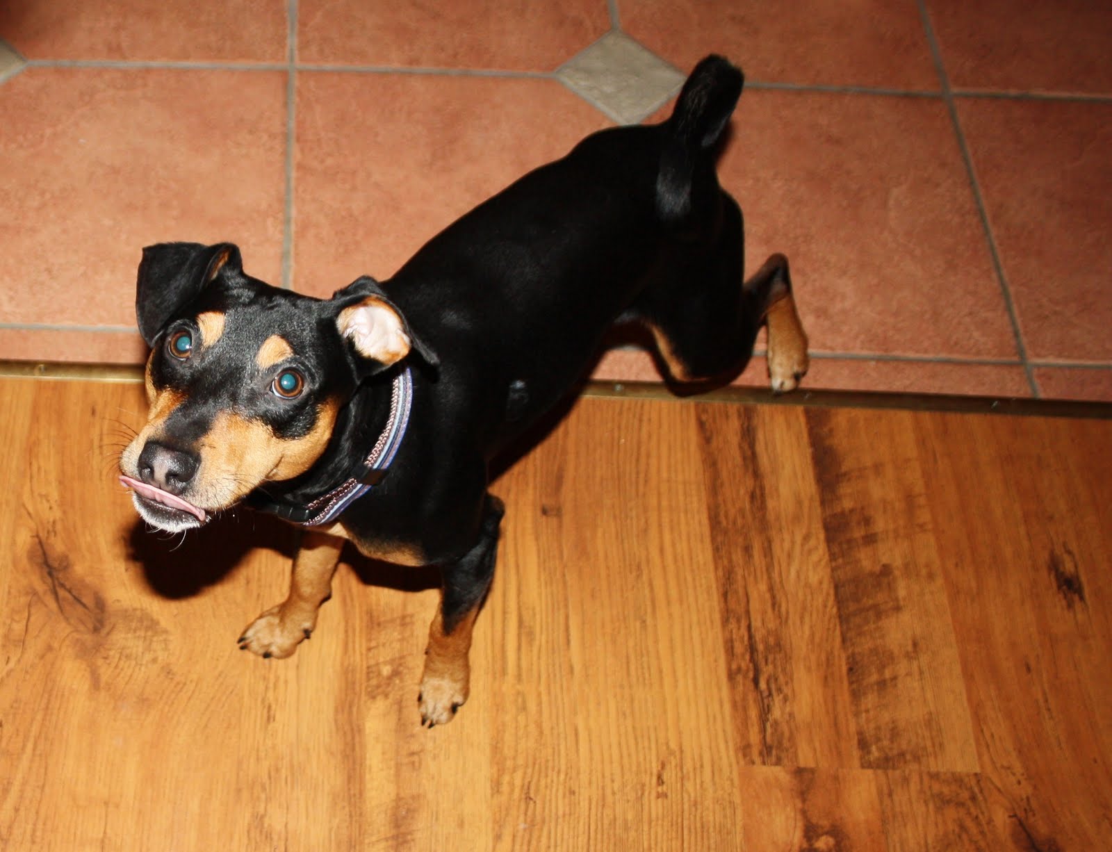 Prinsen #1: 1 år idag, hurra hurra hurraaa