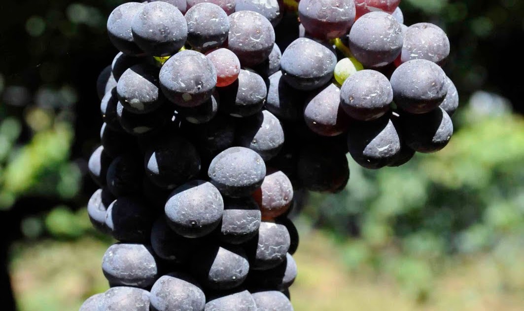 Ravenous Traveler: Top 10 Negroamaro Wines from Puglia