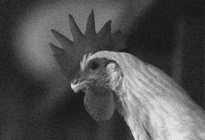 [Gallinas+(002).jpg]