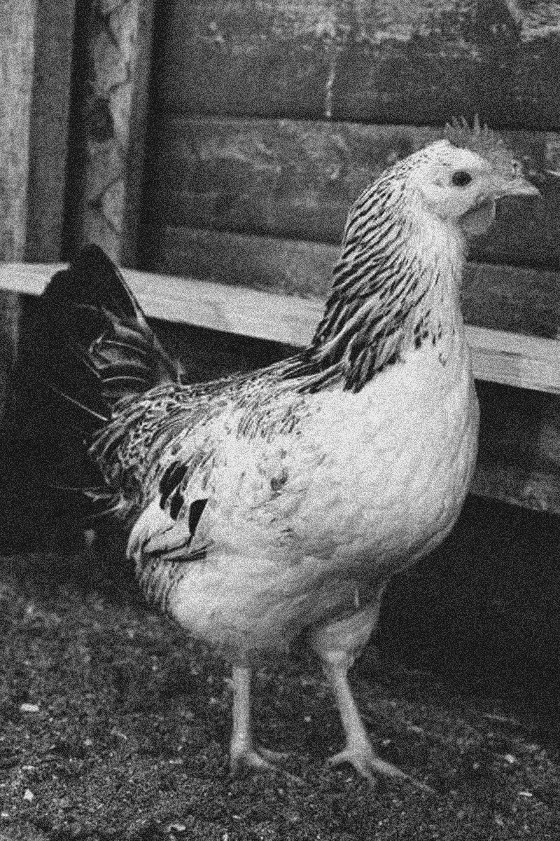 [Gallinas+(001).jpg]