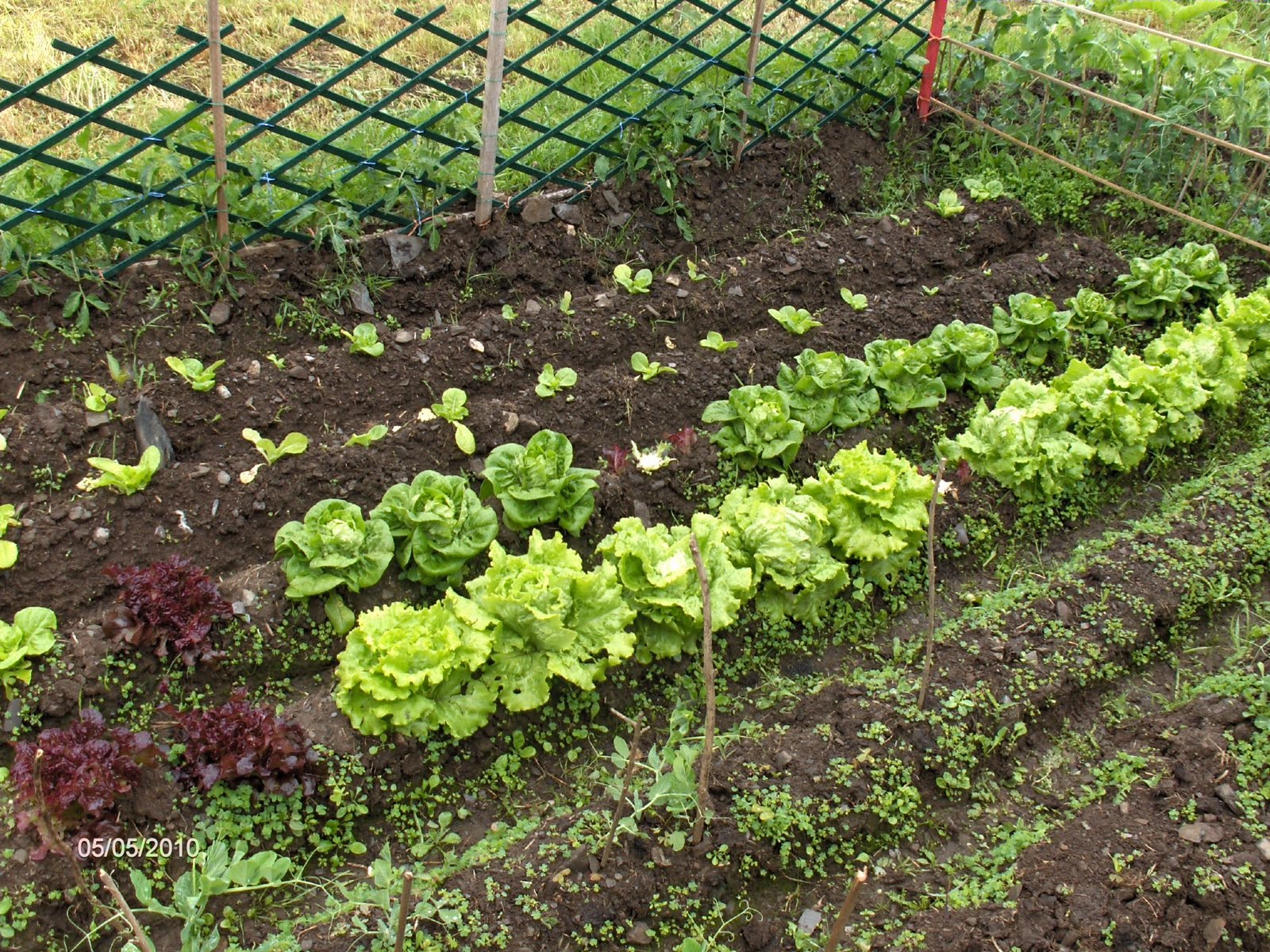 Aprendiz: evolución de mi primer huerto