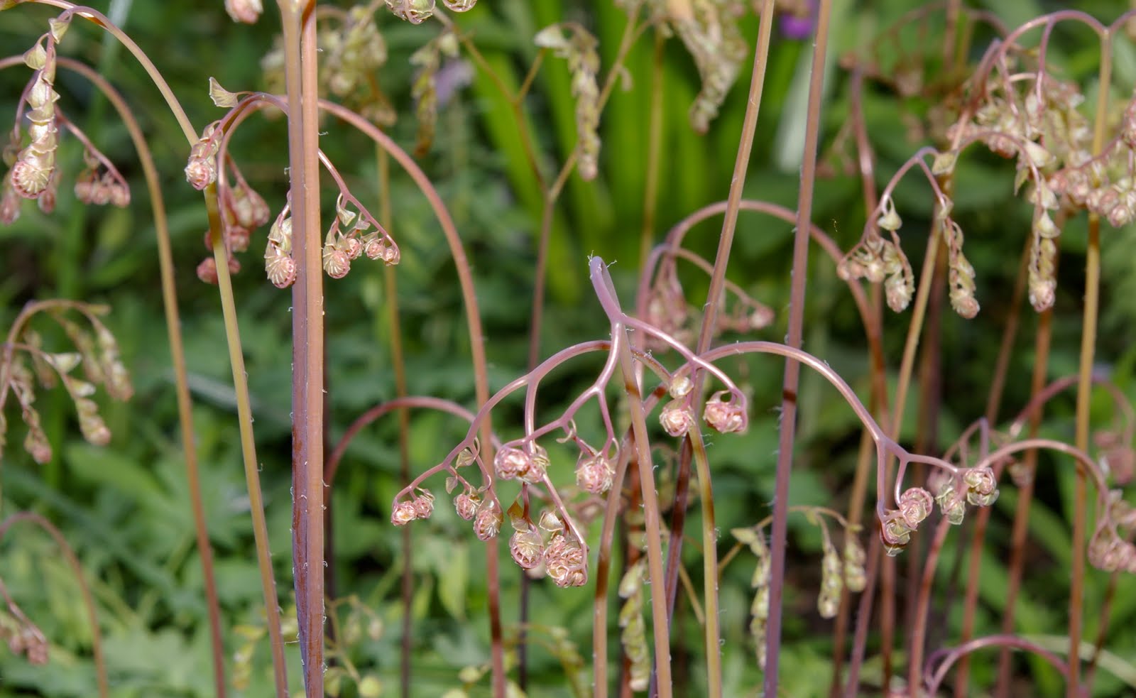 Floh Stiche Montag im Garten