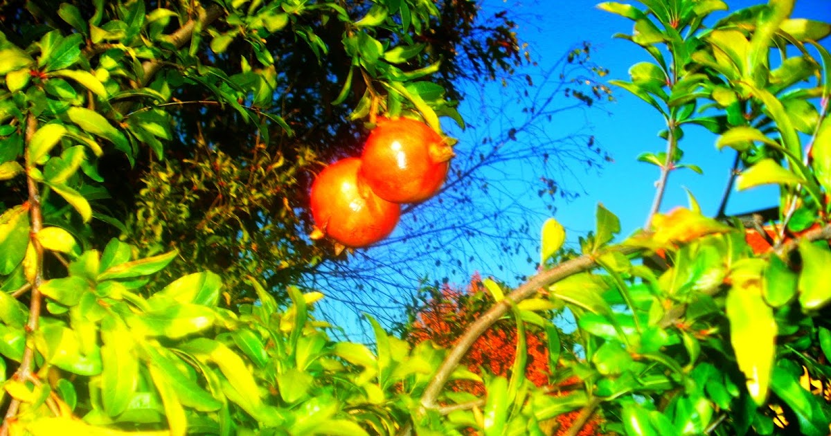Arbustum Monsleonis: L'albero a cui tendevi la pargoletta mano, il