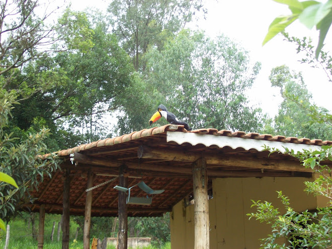 TUCANO NO TELHADO