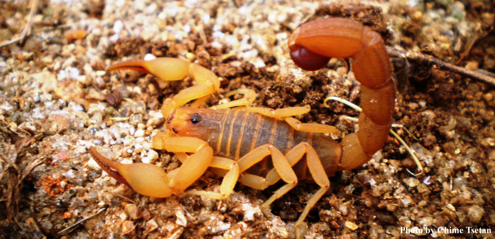 Dangerous of Wild Animals: Scorpion