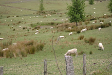 Mais algumas imagens da NZ. A face que encanta.