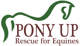 Pony Up Rescue for Equines Blog