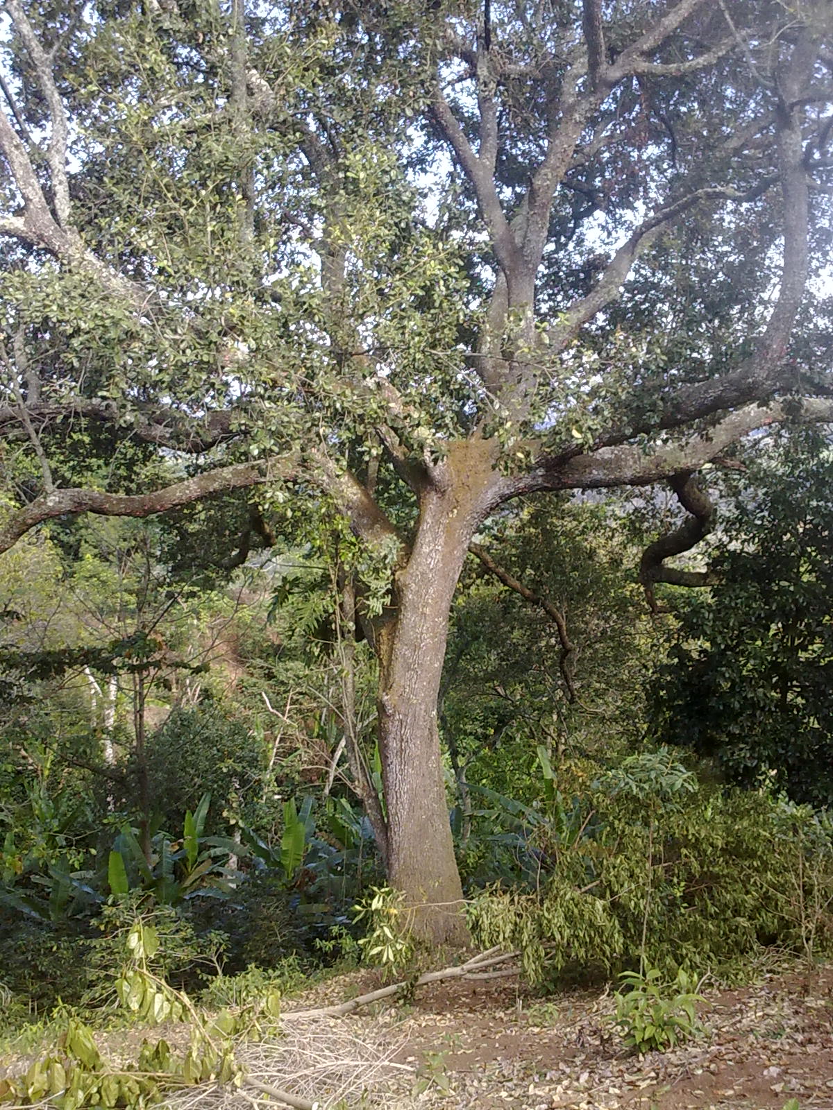 Ramiro Rodriguez Campos: geografia "paisaje natural"