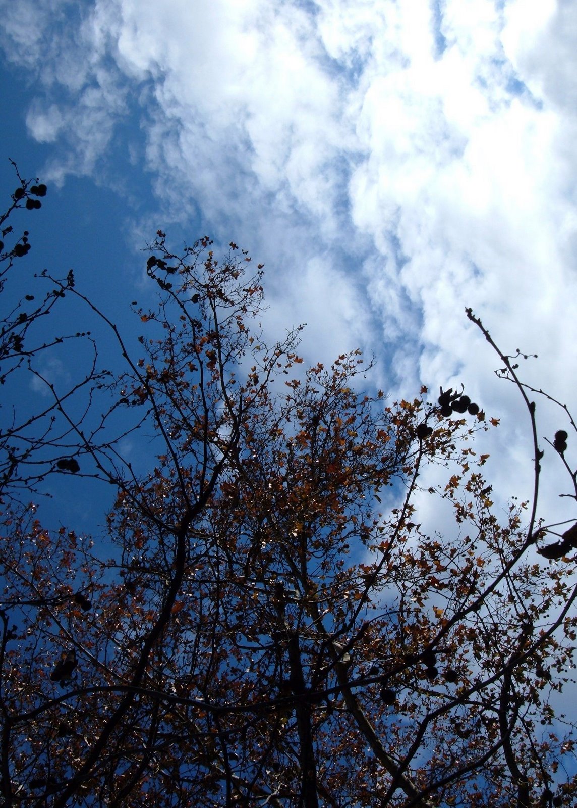 [árbol+y+cielo+5.JPG]