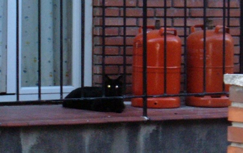 [gato+negro.JPG]