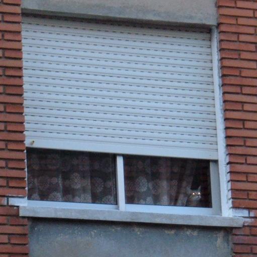 [gato+encerrado.JPG]