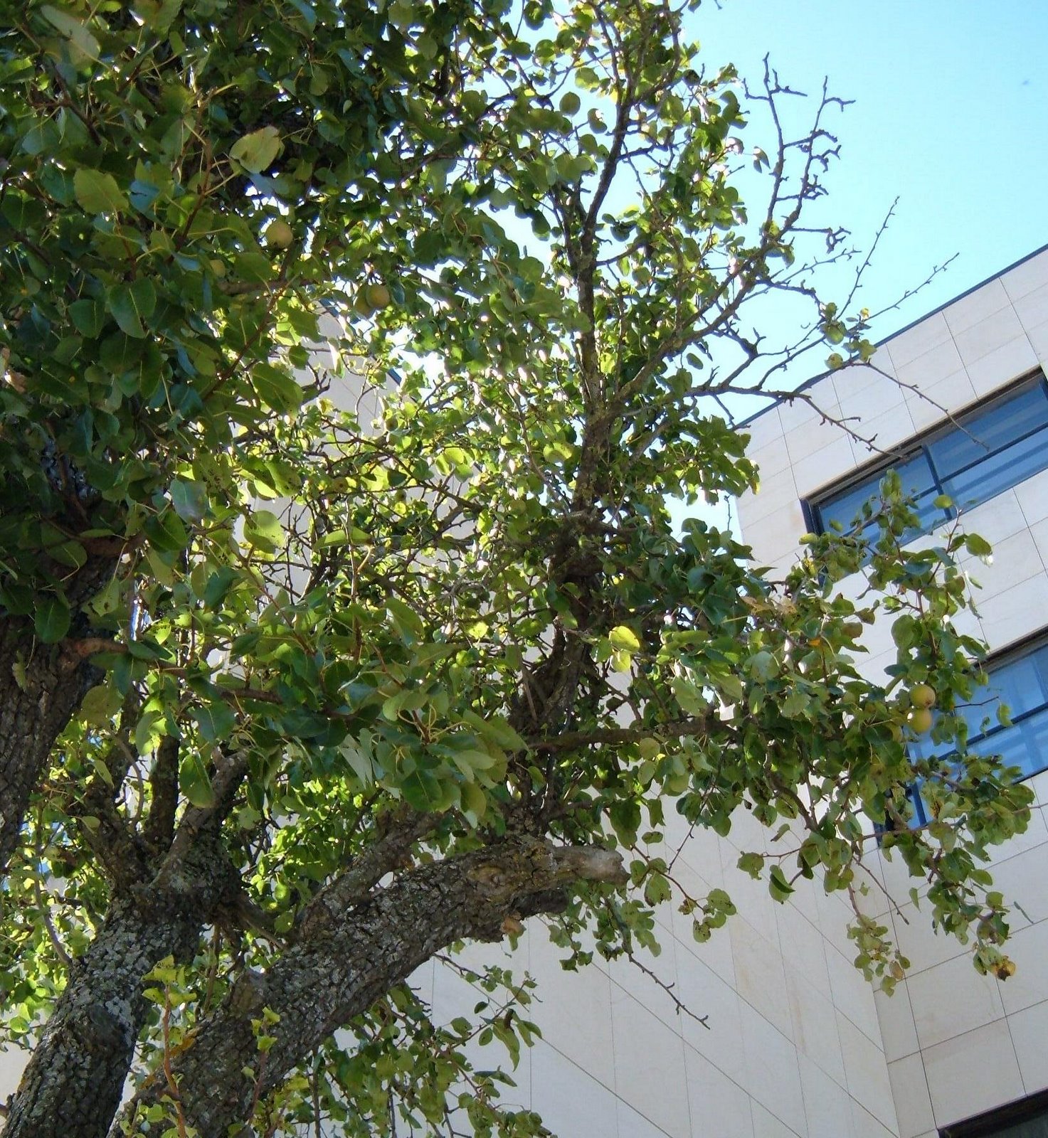 [el+peral+sabio+con+las+primeras+peras.JPG]