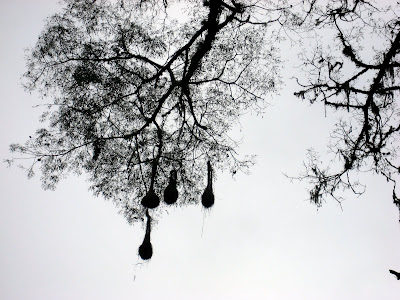 calilegua salta argentina birds nests