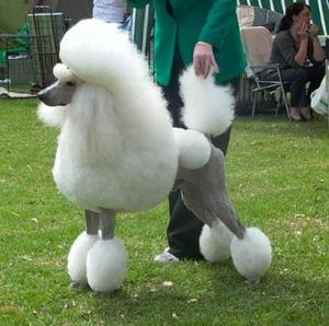 poodle.jpg