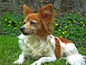 Duchess