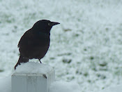 Winter 2009