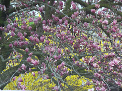 Forsythia Makes a nice backdrop