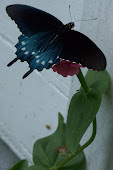 Pipevine Swallowtail