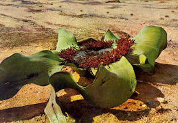 Welwitschia Mirabilis