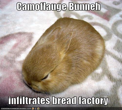 Funny Bunny Pictures 67