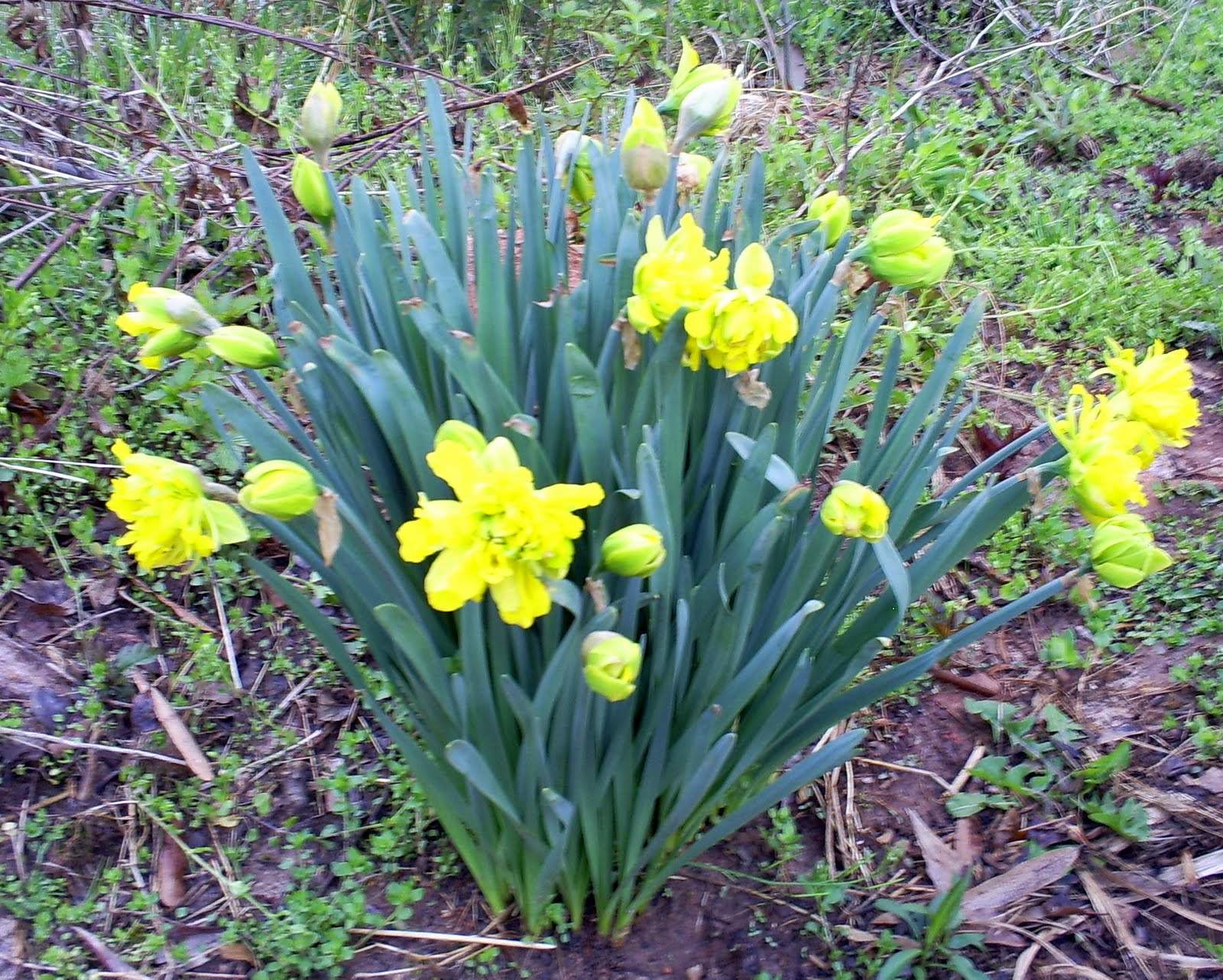 Muscari Musings Double daffodils...