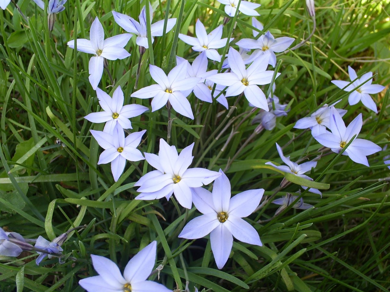 White star flower plant