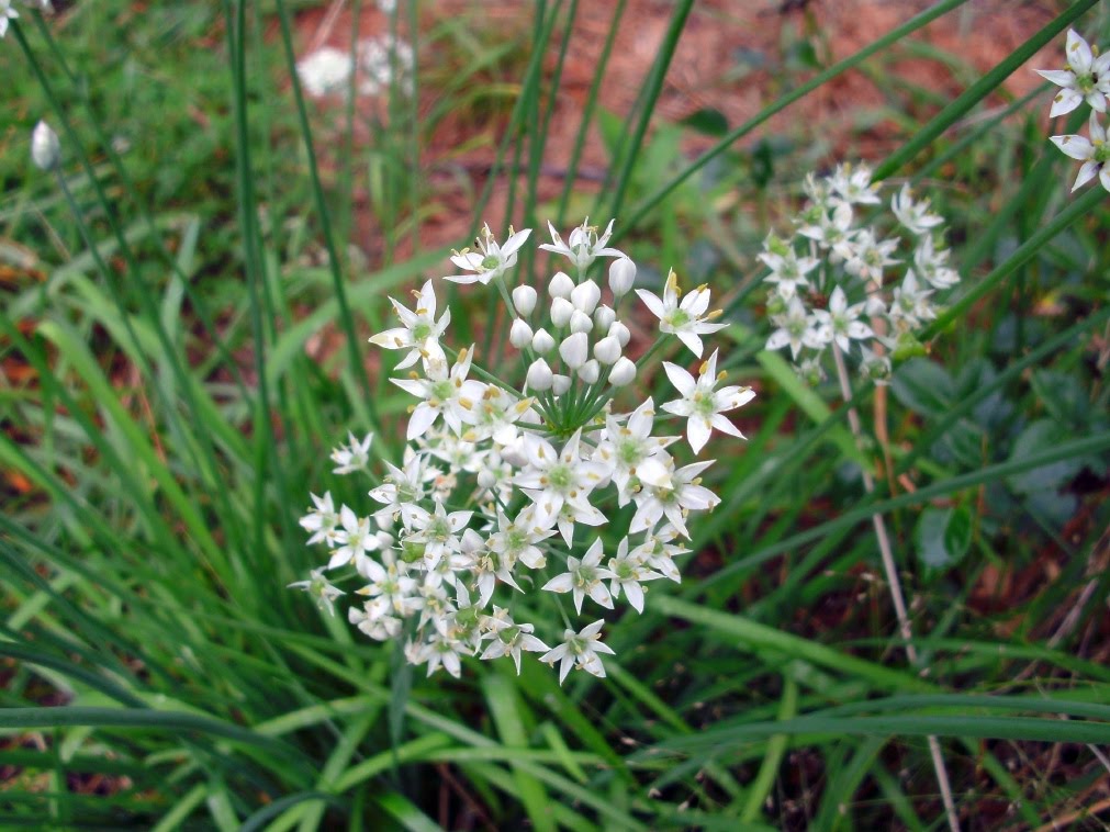 Muscari Musings Garlic chives...