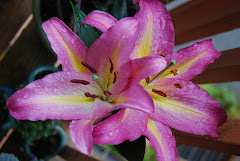 Our Lilies