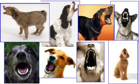 barkingdogs.jpg