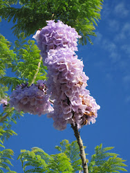 sakura flower malaysia purple
