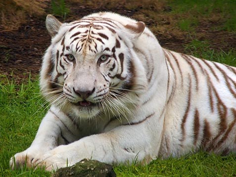 [39444648.WhiteTiger_3594.jpg]