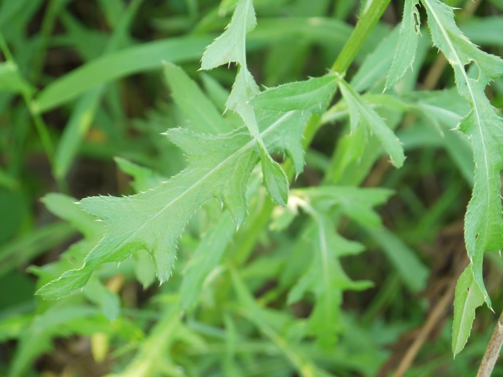 In the Field Swamp blooms Along the Rec Path